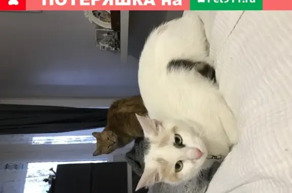 Найдена кошка с адресником в Санкт-Петербурге