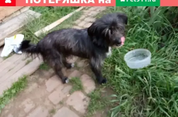 Собака ищет хозяина на Ядринском шоссе