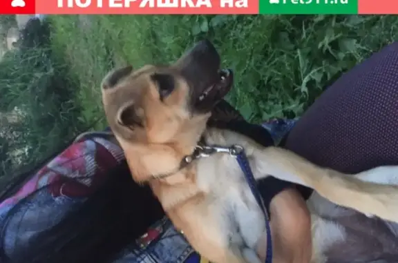 Найдена рыжая собака в Рудне, Смоленская область