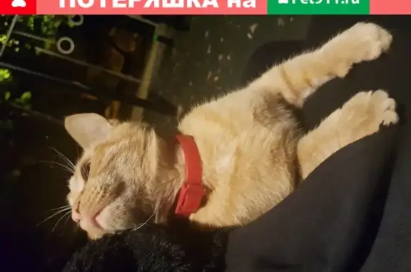 Найден домашний кот на Боровой, Москва