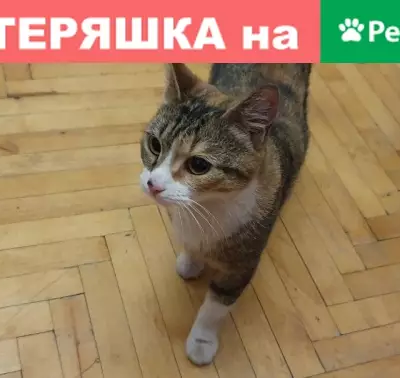 Найдена кошка на пр. Ветеранов, 110