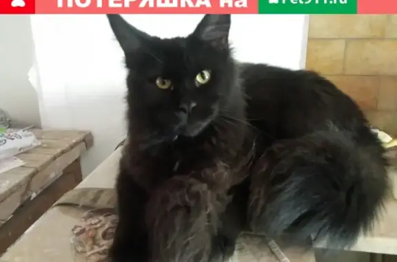 Кошки потеряшки, Москва, фото: Потеряшка кошка по адресу Домодедовская, 17/1!