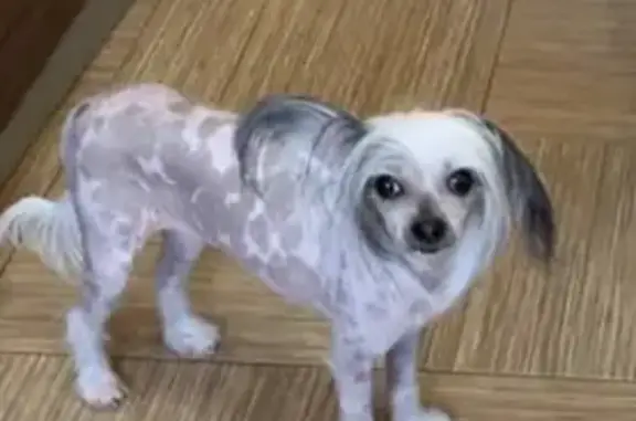 Собаки потеряшки, Москва, фото: Потеряшка собака 