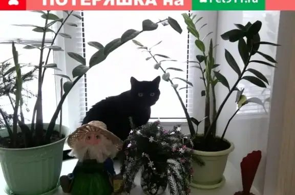 Пропала кошка Маркиз на Химиков 36 в Нижнекамске