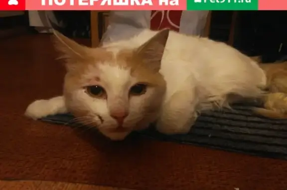 Найдена кошка на улице Привольной