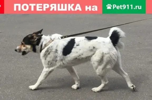 Собаки потеряшки, Москва, фото: Потеряшка собака Вини на Матвеевской, 36