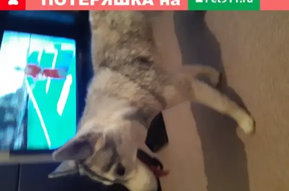 Найдена собака Хаски в Комарово, Волгоград.