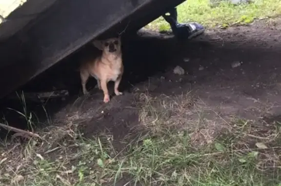 Найдена собака в Челябинске, район ЧМЗ