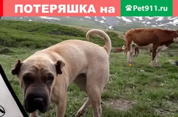 Собака найдена в районе Новой Московки-Телевизионного завода, Омск