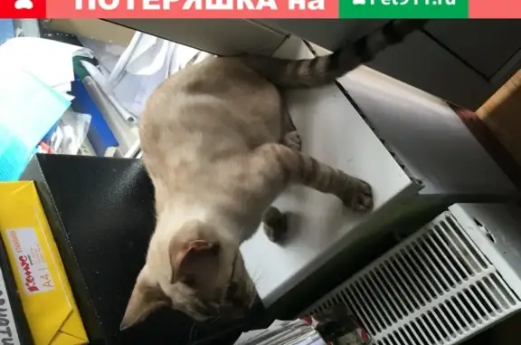 Найдена кошка на Вязовой, 13