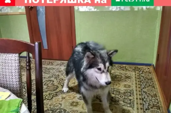 Пропала собака Гея, Аляскинский маламут, Челябинск