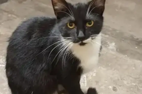 Найдена кошка на Петергофском проспекте, дом 1