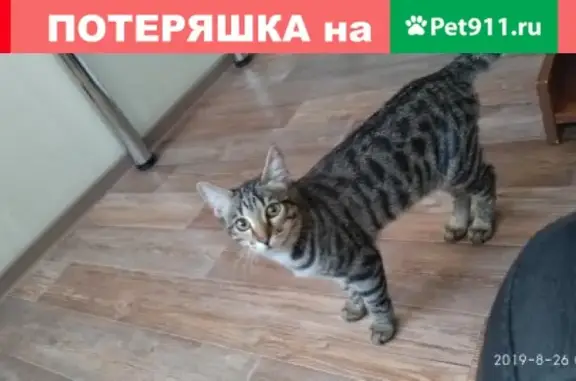Пропала кошка окраса леопард на ул. Дикопольцева 35 (Хабаровск)