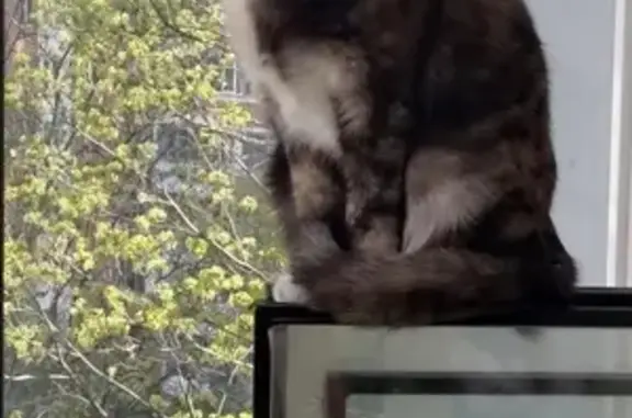 Кошки потеряшки, Москва, фото: Потеряшка кошка Аска, Шотладская порода, Москва, ул. Говорова 16к3