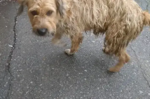 Найдена собака на Красной Речке в Хабаровске