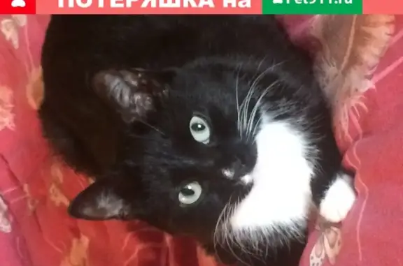 Пропала домашняя кошка в Новокузнецке
