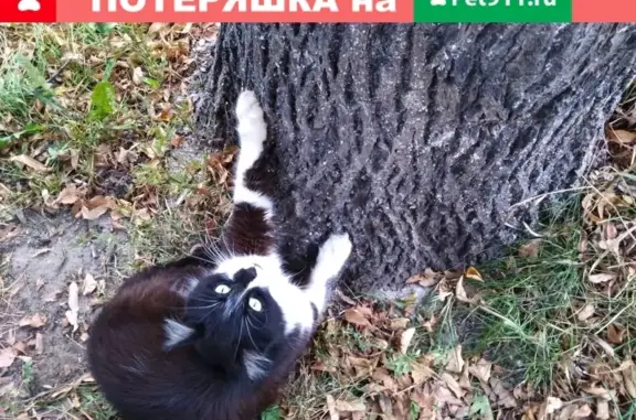 Потеряшка кошка на ул. Первомайская, Электросталь