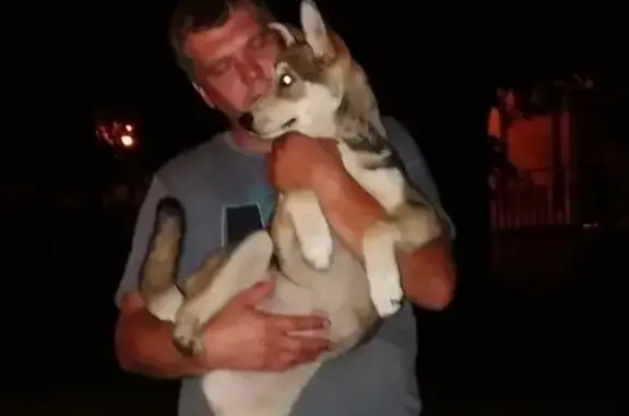 Найдена собака, Москва, фото: Найдена собака на Борисовских прудах, ищем хозяев