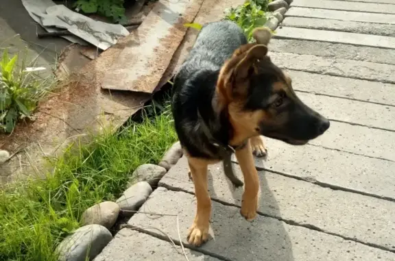 Найдена собака Флеш на Зыряновке, Новокузнецк