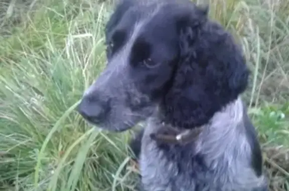 Пропала собака в Юже, черно-белый русский спаниель по кличке Руся!