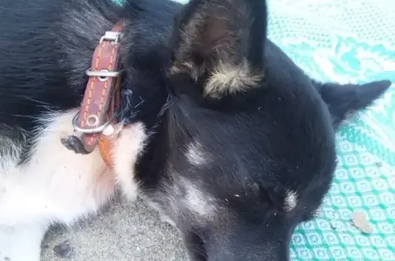 Найдена собака в Джубге, Краснодарский край