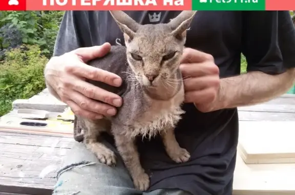 Найден серый кот-подросток в районе Вантового моста