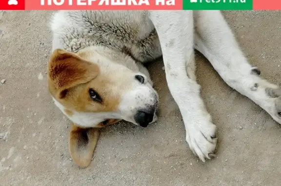 Найдена собака в Икше, Московская область, ищет дом.