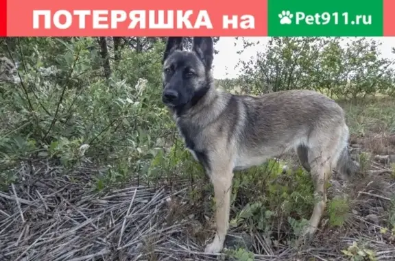 Пропала собака на аллее Варшавской в СПб