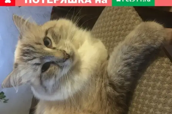 Пропала кошка породы метис Невский Маскарадный в Ступинском районе, ориентировочно в снт Олир, зовут Тиша.