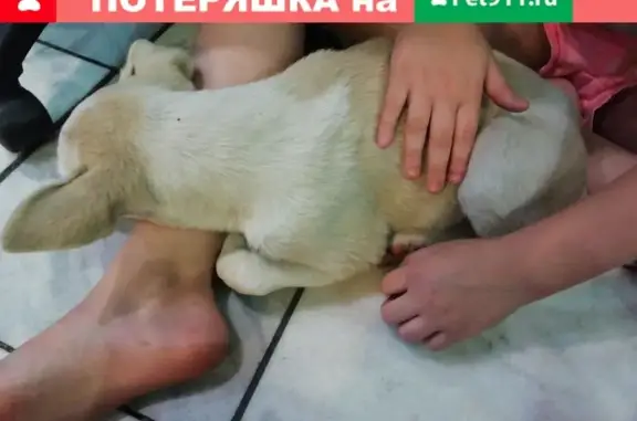 Найдена собака в Бокино, возможно щенок