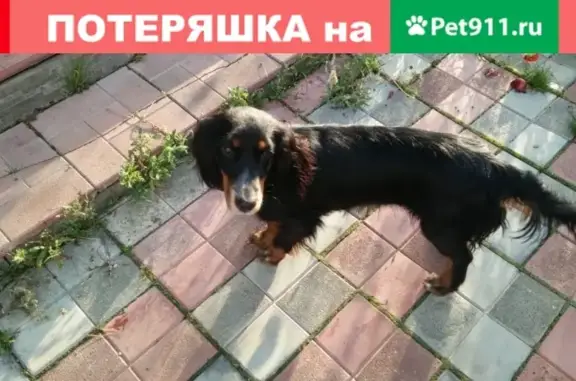 Собака с ошейником найдена в Екатеринбурге