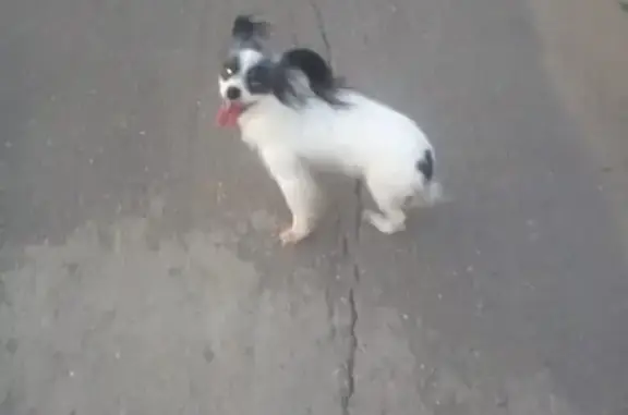 Найдена собака на Восточно-Кругликовской