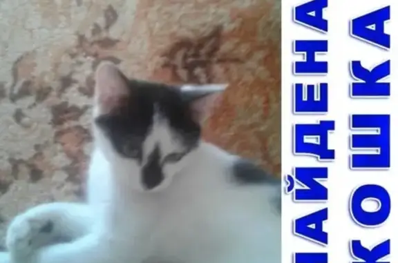 Найдена кошка на К-Мяготина, Курган