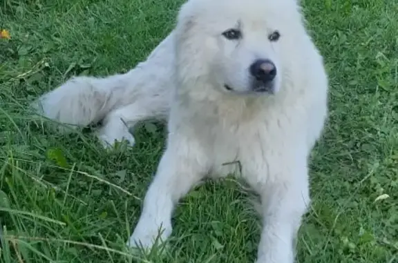 Найден щенок Мареммо в деревне Колпаково, Александровский р-н