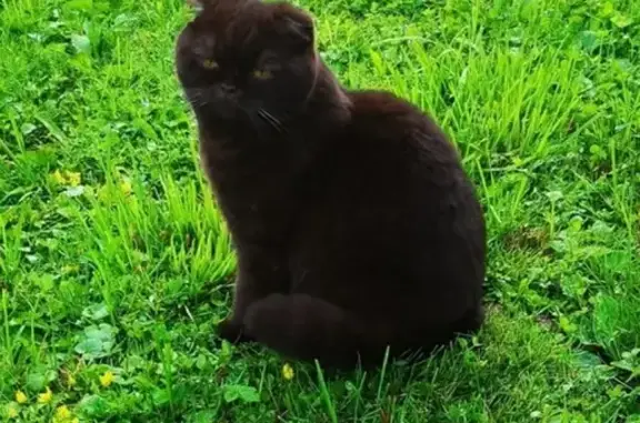 Кошки потеряшки, Санкт-Петербург, фото: Потеряшка кошка на Лиговском проспекте (Россия, Санкт-Петербург)