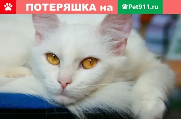 Потерянные животные Москва, фото: Пропала белая кошка возрастом 2 года в станице Незлобная, ул. Широко подкумская 162