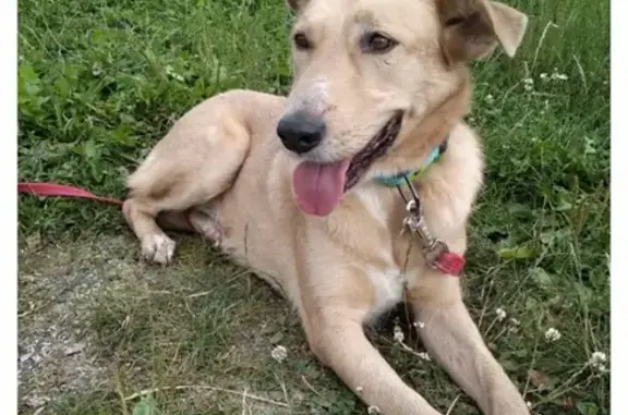 Собаки потеряшки, Москва, фото: Потеряшка собака возле метро Орехово