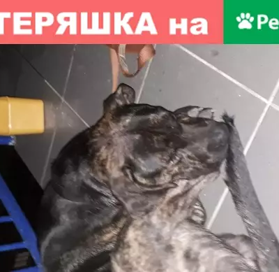 Собака Тигровый окрас найдена в Краснодаре на Рождественской набережной 9.