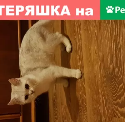 Найдены 2 белых котенка на Нагатинской, Москва
