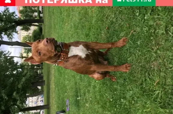 Пропала собака Тайсон на улице Куйбышева, СПб