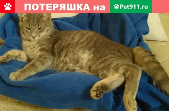 Кошки потеряшки, Санкт-Петербург, фото: Потеряшка серая кошка на пр. Авиаконструкторов, 32