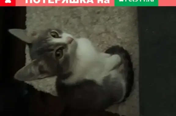 Найдена ласковая кошка на ул. Я. Гарелина, Иваново