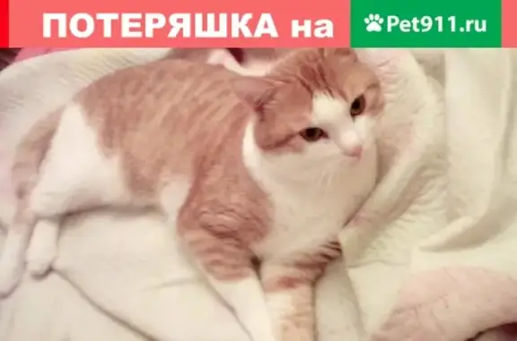 Пропала кошка Персик в Коломне