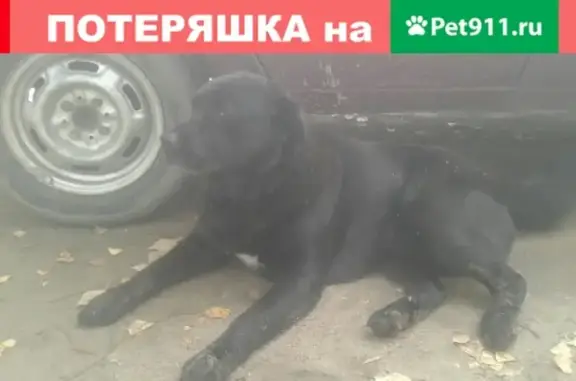 Собака найдена на Спартаковской, 51.