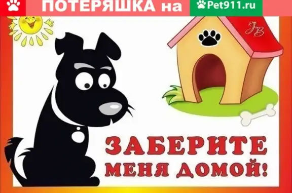 Найдена собака на ул. академика Сахарова в Челябинске