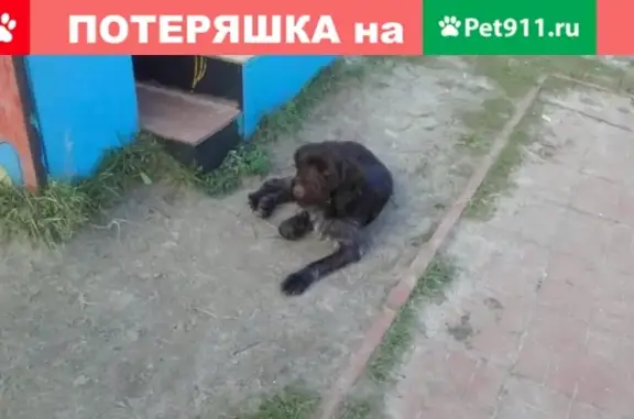 Найдена собака в Сургуте, нужна передержка или новые хозяева!