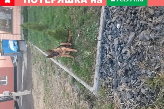 Собаки потеряшки, Белгород, фото: Потеряшка немецкая очарка в Белгороде