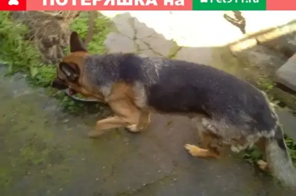 Найдена собака на улице Хлебная, Абакан.