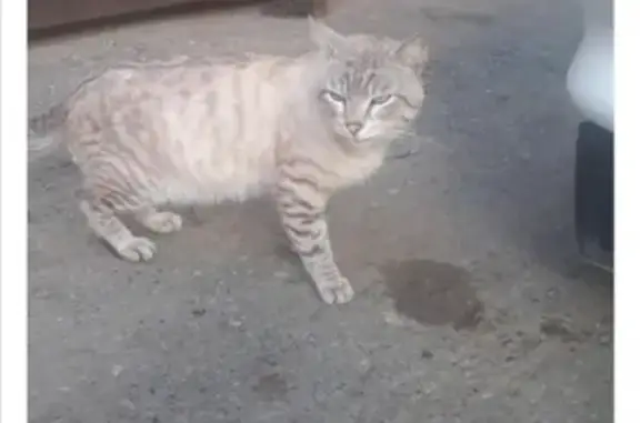 Найден кот в районе Титова-Ферганская
