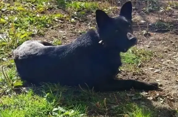 Найдена собака с ошейником в Кемерово